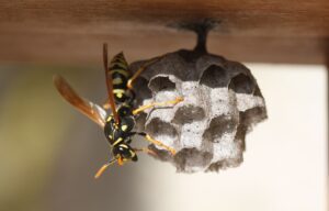 wasp on a hanging nest