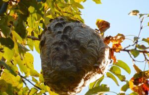 Paper hornet nest on branch