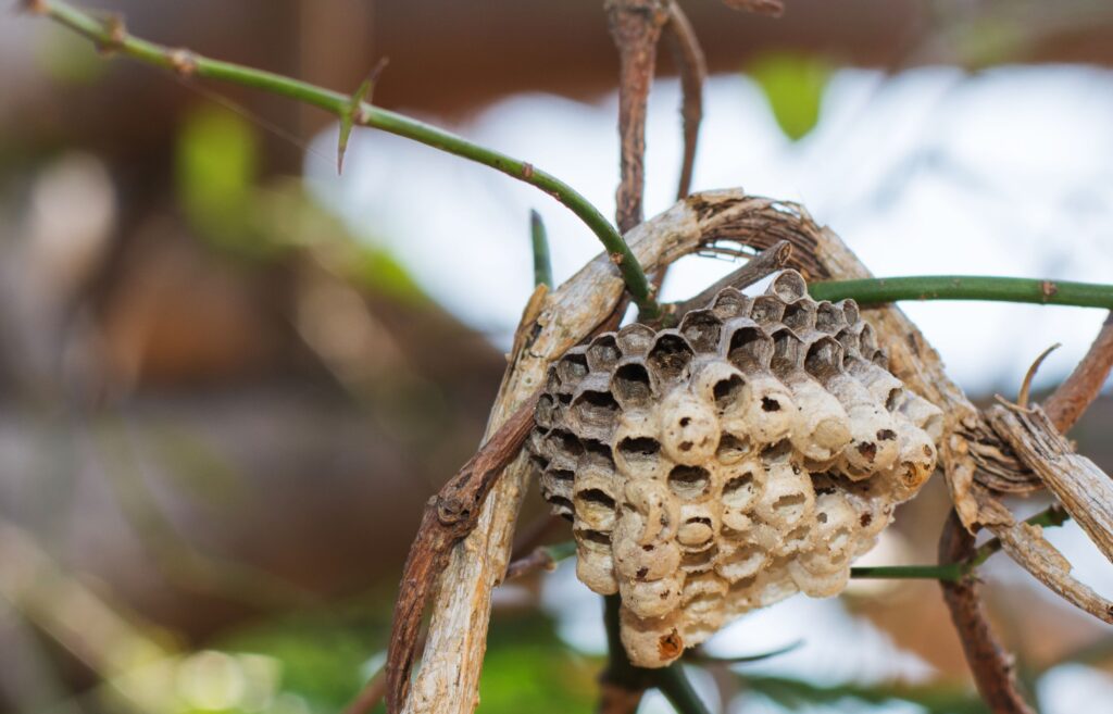 Expert hornet nest removal for homes and businesses