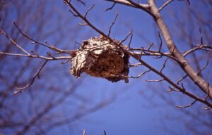 Emergency wasp nest removal service available in North London