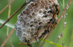 Close view of wasp nest