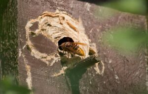Hornets entering their paper nest