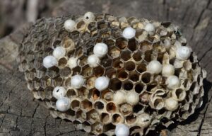 Hornet nest with hexagonal cells.
