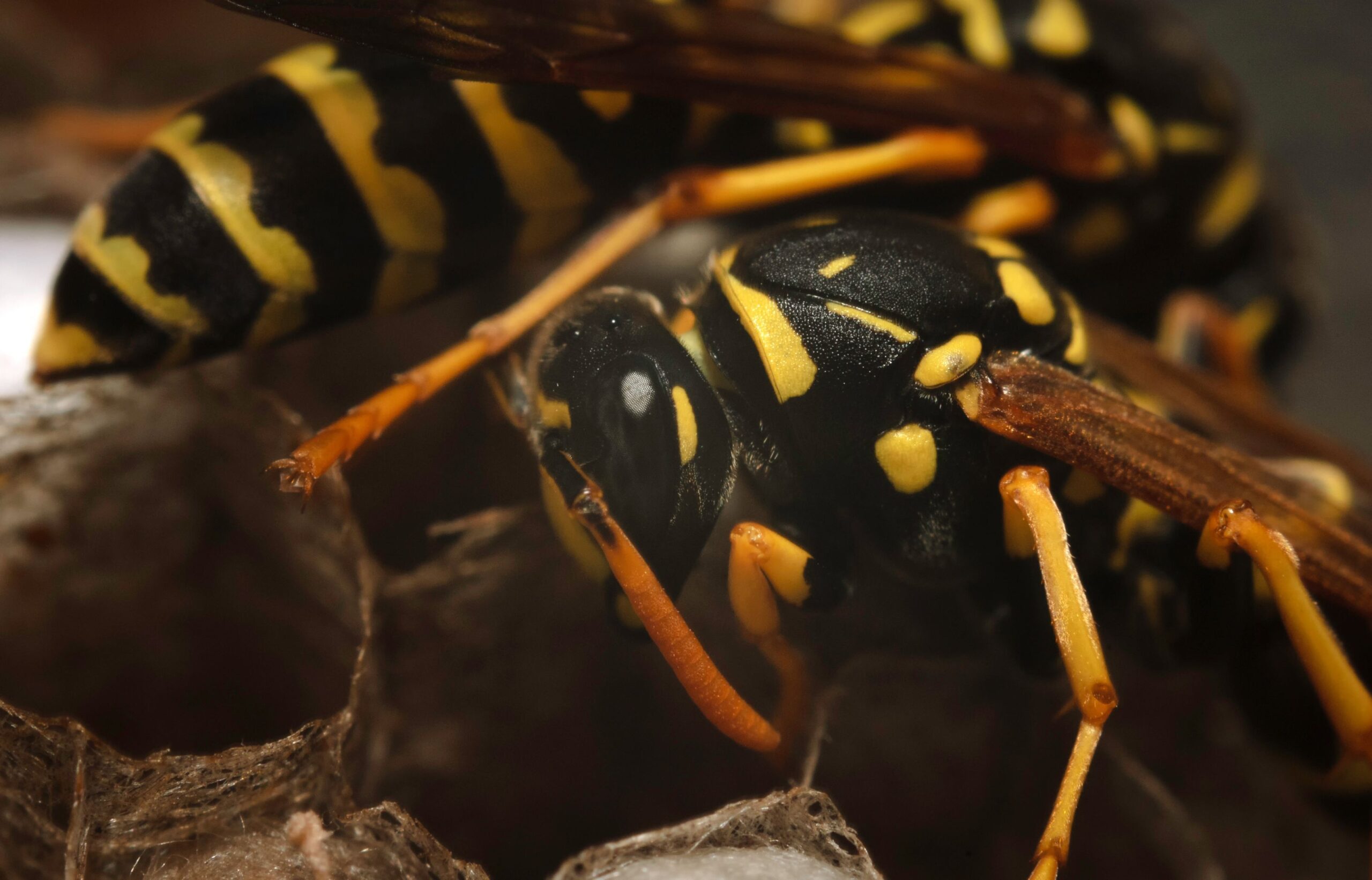 Yellow and black striped wasp