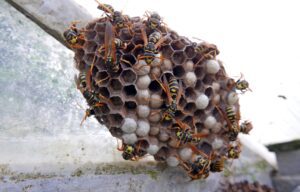 Wasp entering nest, wings visible