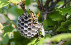 Wasp heads into nest cavity