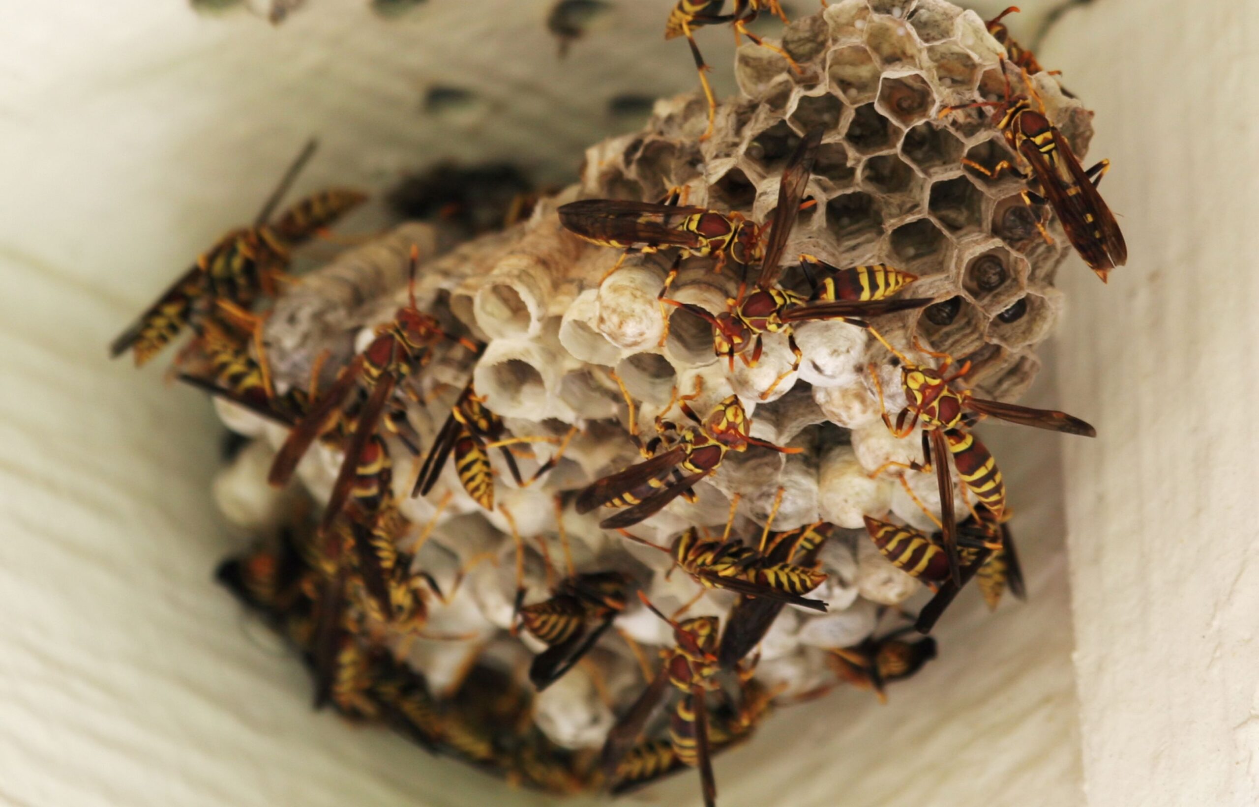 Group of wasps entering nest