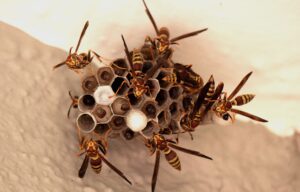 Certified pest control technician removing a hornet nest