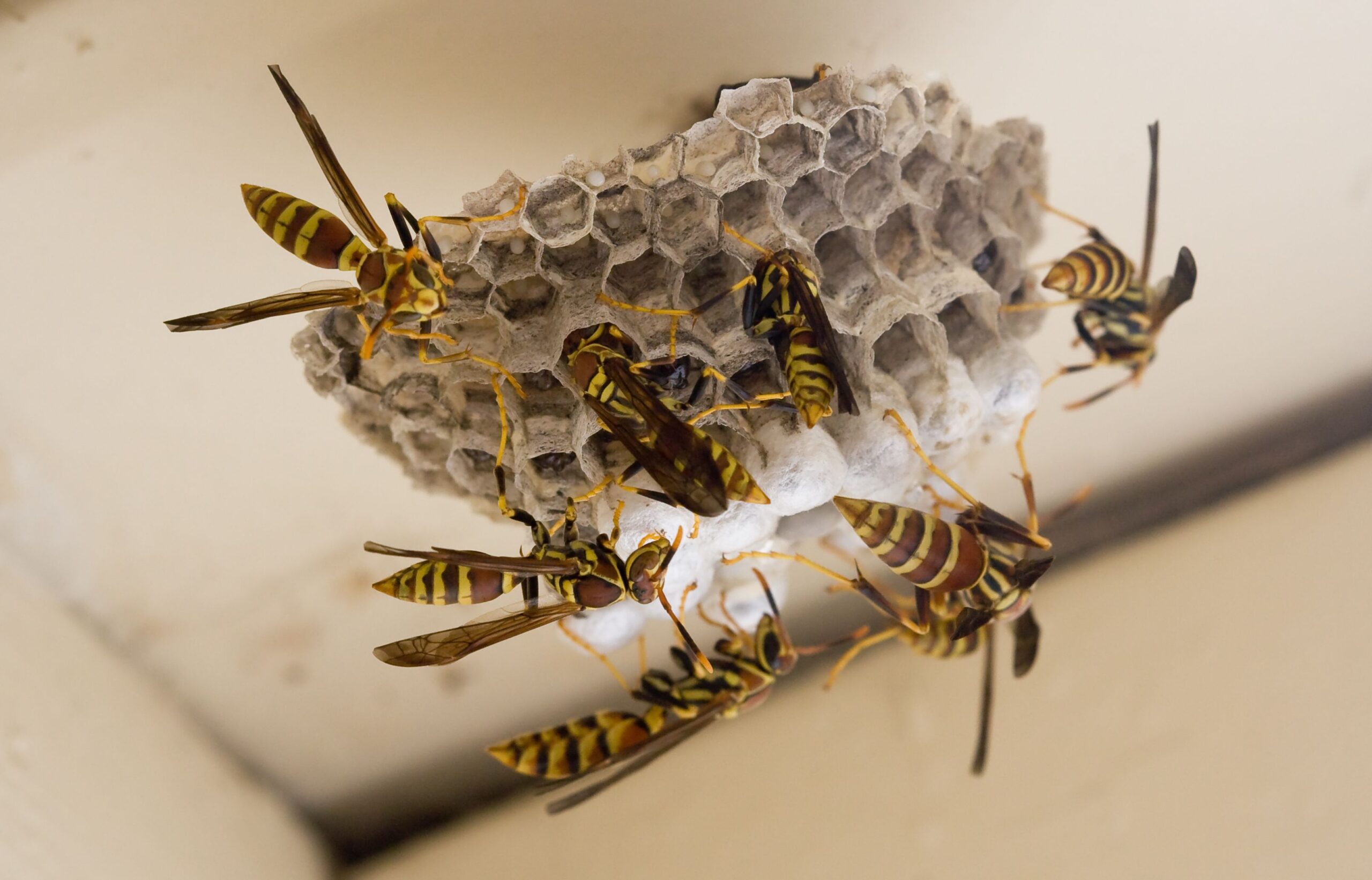 Active wasps entering nest structure