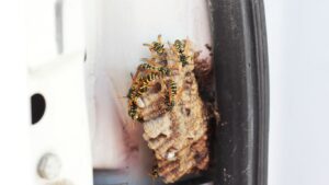 Wasp nest specialist Abbots Langley safely removing a nest