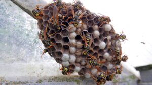 Wasp nest eradication in Northwood– same-day wasp control for homes and businesses