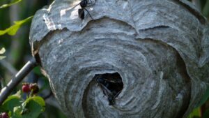 Emergency wasp nest removal in Barnet – trusted local pest control