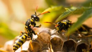 Professional wasp nest removal in Radlett – trusted and efficient service
