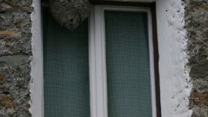 Same-day wasp nest removal in Radlett and Shenley – effective pest control for residential and commercial properties