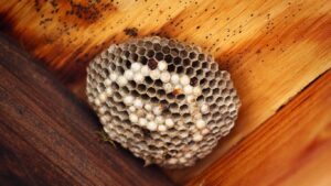 Professional wasp nest removal in Edgware – safe and effective pest control service