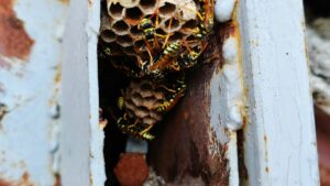 Pest control expert removing a wasp nest from a loft in Edgware