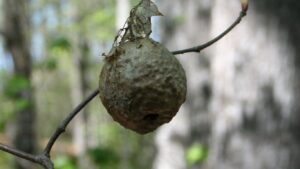 Professional wasp nest removal in Abbots Langley garden