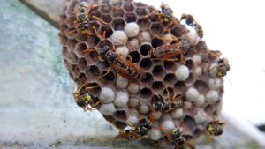 Fast and effective wasp nest removal services in Barnet – residential and commercial solutions