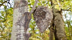 Wasp nest eradication in Edgware – same-day wasp control for homes and businesses