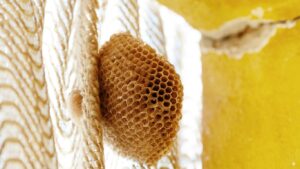 Professional wasp nest removal in Hendon – safe and effective pest control service
