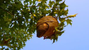 Pest control expert removing a wasp nest from a loft in Hendon