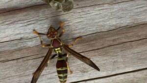 Professional wasp nest removal in Golders Green – safe and effective pest control service