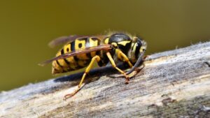 Emergency wasp nest removal in Cheshunt – trusted local experts