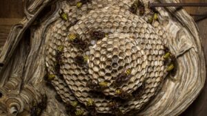 Pest control expert removing a wasp nest from a loft in Golders Green