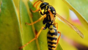 Wasp nest eradication in Hendon – same-day wasp control for homes and businesses