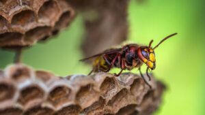 Same-day wasp nest removal in Cheshunt – effective solutions for homes and businesses