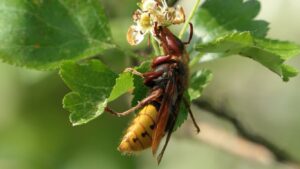 Pest control expert safely treating a wasp nest in Bushey