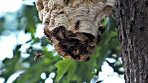 Eco-friendly wasp nest termination service in Abbots Langley