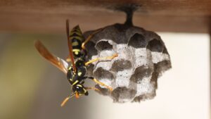 Pest control expert removing a wasp nest from a loft in Mill Hill