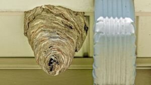 Pest control specialist safely removing a wasp nest in Borehamwood