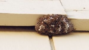 Same-day wasp nest removal in Borehamwood – effective solutions for homes and businesses