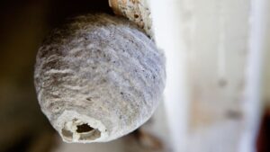 Wasp nest eradication in Mill Hill – same-day wasp control for homes and businesses