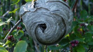 Wasp nest eradication in Berkhamsted – same-day wasp control for homes and businesses