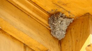 Peskey Solutions specialist safely removing hornets nest from Hitchin home