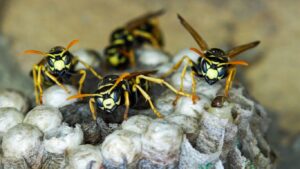 Pest control expert removing a wasp nest from a loft in Berkhamsted