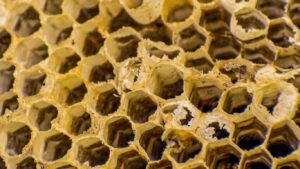 Professional wasp nest termination Hemel Hempstead service for homeowners