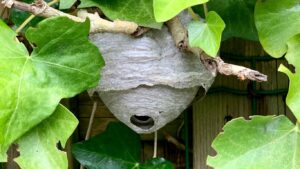 Professional wasp nest removal in Northwood – safe and effective pest control service