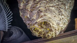 Emergency wasp nest removal Hemel Hempstead for businesses and residents