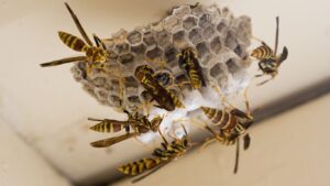 Pest control expert removing a wasp nest from a loft in Northwood