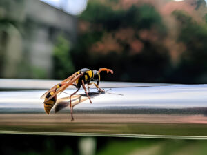 Safe and efficient hornet nest removal for commercial properties
