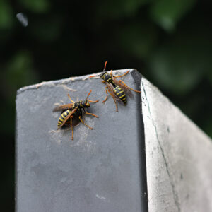 Professional wasp control services for offices, warehouses, and retail spaces