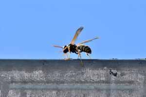 Commercial wasp nest removal for businesses in Hertfordshire – Peskey Solutions