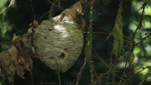 Professional wasp nest removal specialist in Watford inspecting property