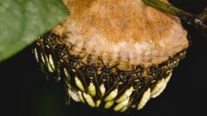 Removed wasp nest from residential property in Watford, Hertfordshire