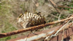 Professional technician performing wasp nest removal in Hoddesdon garden