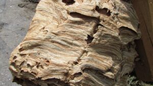 Before and after images of wasp nest termination in Hoddesdon property